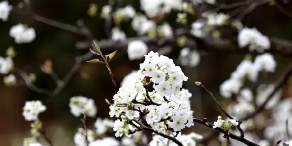 千树万树梨花开！丽江石鼓300亩酥梨花绽放，美如仙境