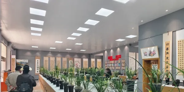 以兰会友、以兰传情！石鼓镇“大雪素之乡”兰花展启幕，邀你共赴一场清雅之约