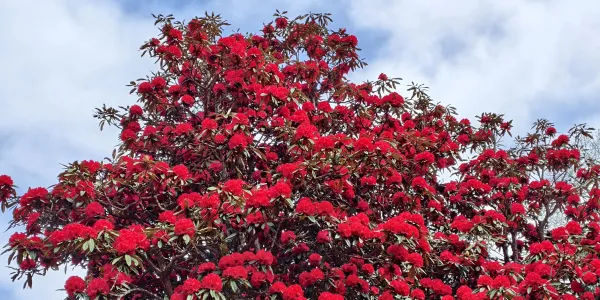 丽江三多节，赴华坪解锁游吃住行购一站式惬意之旅