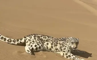 沙漠惊现“沙尘豹”！国家一级保护雪豹误入库木塔格，多方5小时紧急救助