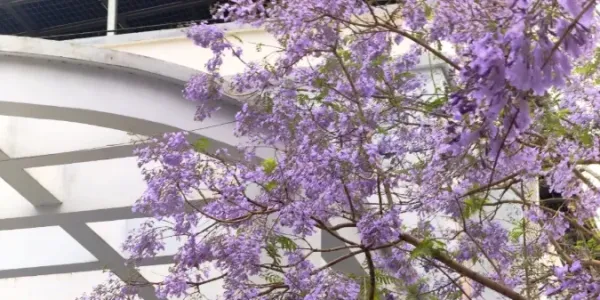 四月来华坪吧！在蓝花楹的花影里，邂逅春日限定的浪漫