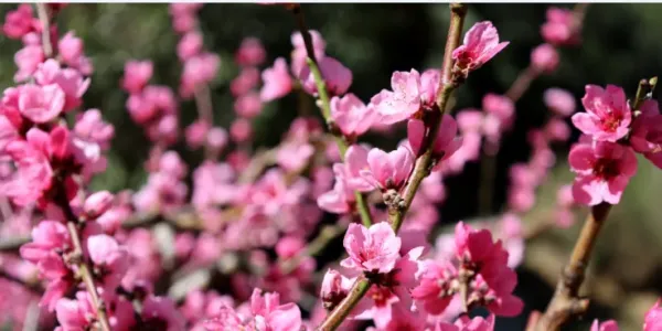 桃之夭夭，灼灼其华！丽江检木科200多亩桃花惊艳绽放