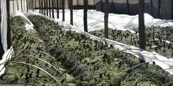 一朵菌的“致富经”：华坪宏地村靠羊肚菌走出特色振兴路