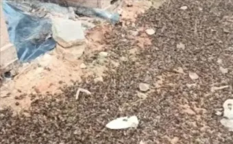 花期喷药致蜜蜂成群死亡，守护“蜜罐”与“油瓶”需双向发力