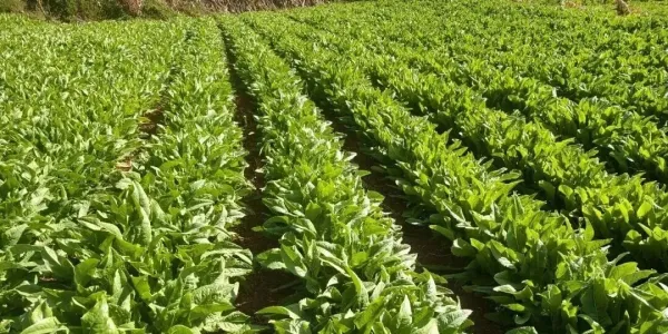 永胜县贡菜产业蓬勃发展 2.4万亩“金菜地”撑起2亿元增收希望