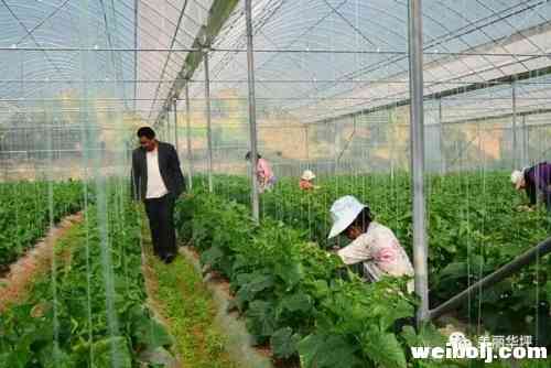 华坪县做强特色农业助农增收.webp (1).jpg