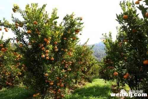 柑桔专业合作社架起桔农“致富桥”.webp (1).jpg