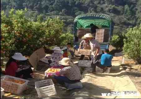 柑桔专业合作社架起桔农“致富桥”.webp (2).jpg