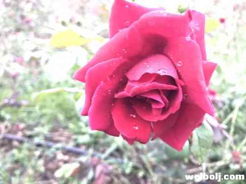 程海湖畔的羊圈不见了 却绽放了千亩红色玫瑰8.jpeg