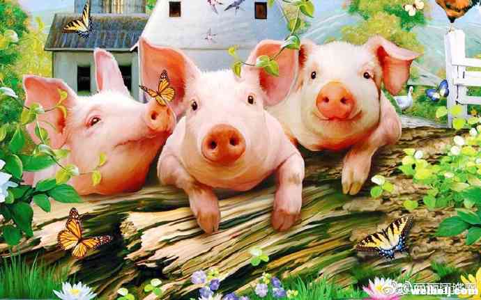 丽江禁止使用泔水喂养生猪