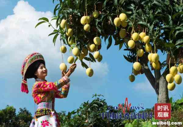 华坪县今日宣布，已为23万亩芒果建成大数据平台