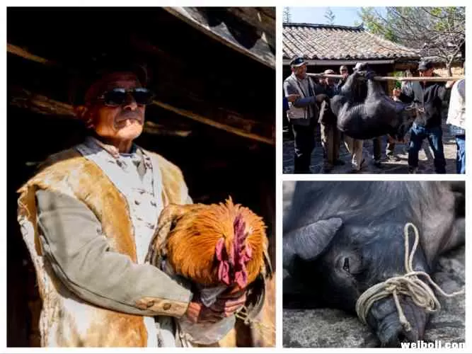 正月登山大祭天，多图带你了解纳西族的这一传统习俗