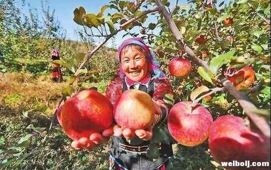 云南宁蒗：打造高原“2700”苹果产业