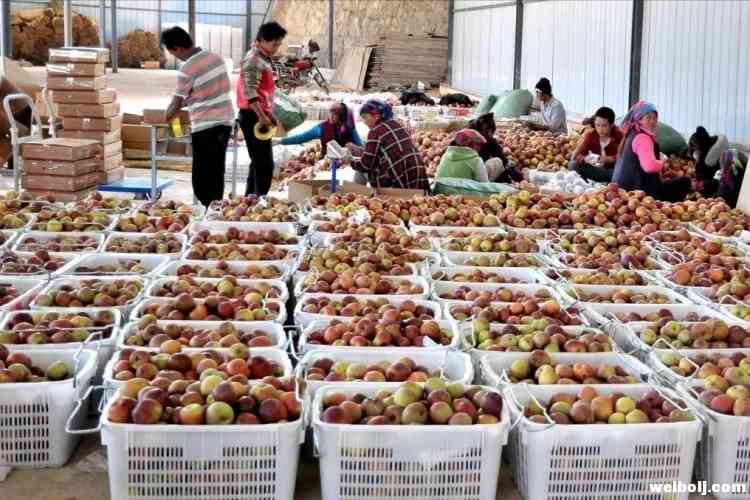 云南宁蒗：打造高原“2700”苹果产业