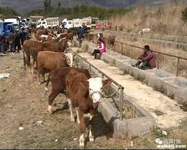 古城区三月骡马交流会在七河举行