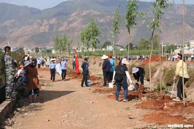 三川镇开展植树活动，向五一劳动节献礼