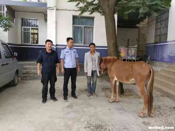 现在骡子都不安全了！六德派出所破获两起盗窃畜案