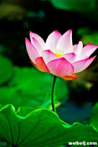 永胜三川第三届荷花节期间这些道路采取交通管制措施！