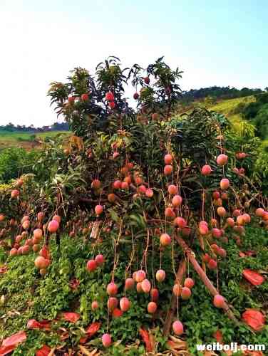 为保证华坪芒果质量，他们这样做！