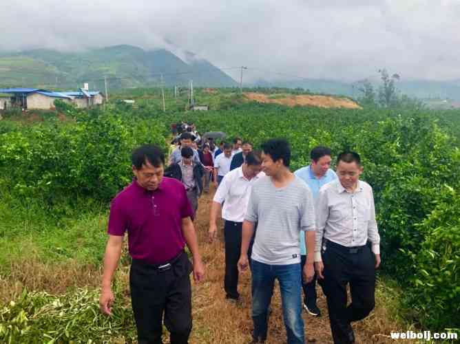 市县人大代表视察永胜特色水果产业发展