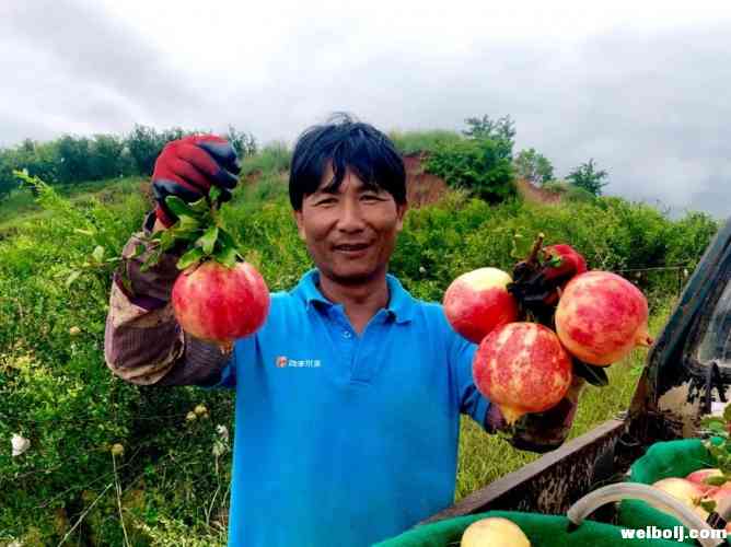 市县人大代表视察永胜特色水果产业发展