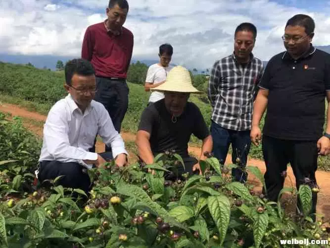 杨晓敏到涛源、顺州镇调研脱贫攻坚工作