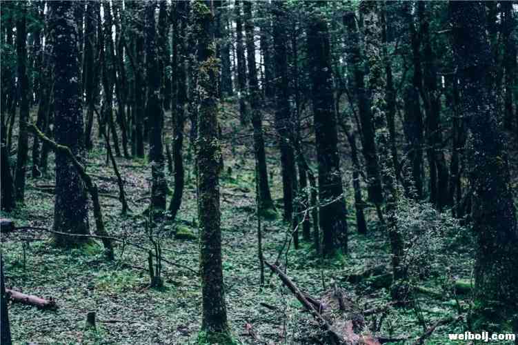 你知道李霖灿与雪山的不解之缘吗？