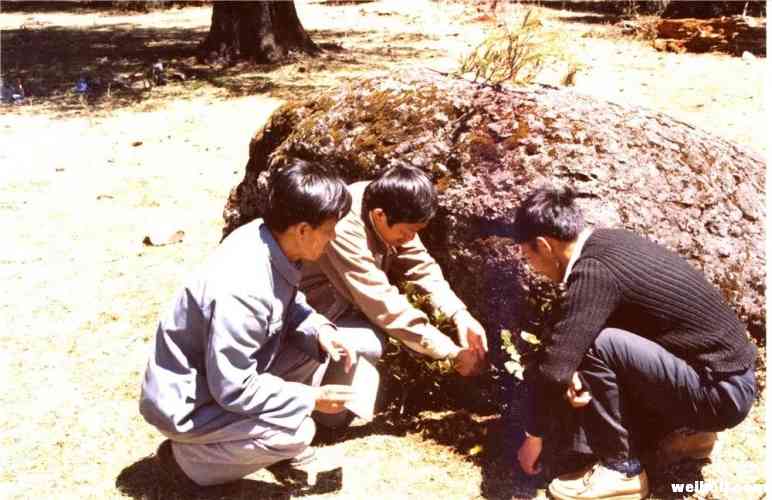 你知道李霖灿与雪山的不解之缘吗？