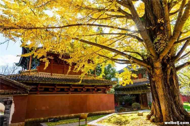 丽江风景随手一拍都是大片！