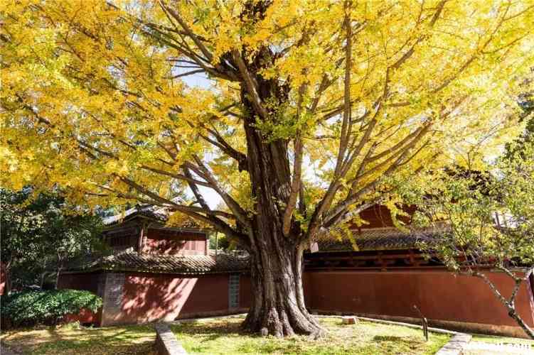 丽江风景随手一拍都是大片！