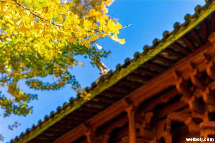 丽江风景随手一拍都是大片！