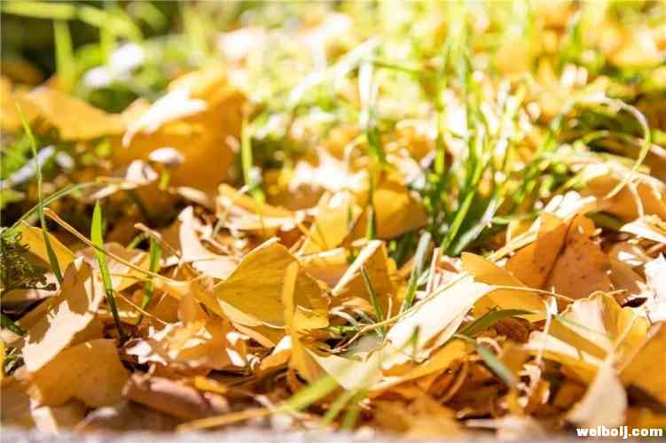 v丽江风景随手一拍都是大片！