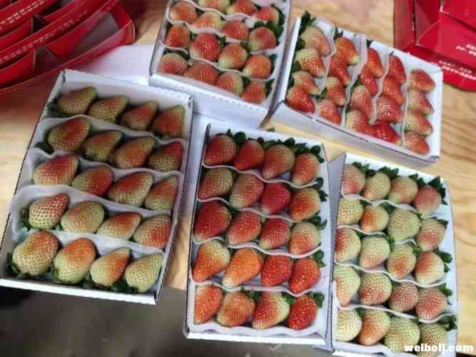 第一年种植300亩，七河的草莓产业要这样干！