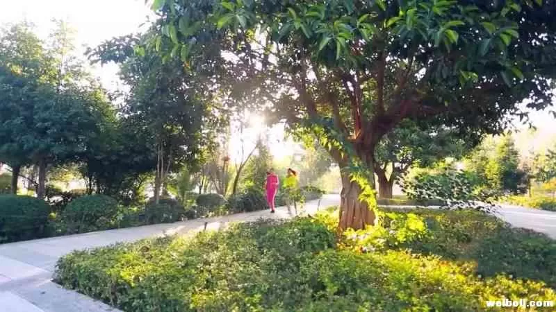 寒冬栖息去华坪 阳光康养好地方