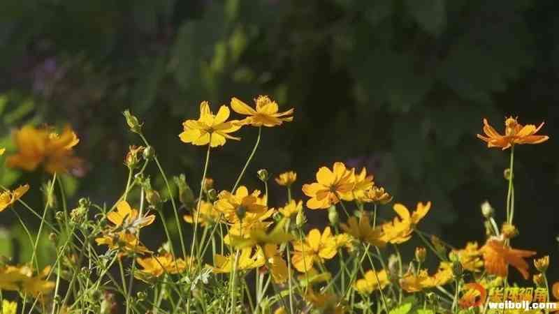 华坪“候鸟”老人冬日暖阳里迎新年