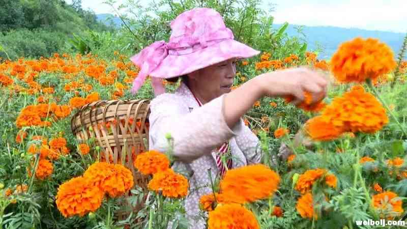 万寿菊成山区群众致富新产业