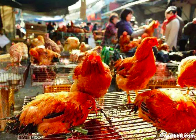 省市场监管局要求：发生新冠病毒肺炎的地区 停止各类活禽交易和宰杀