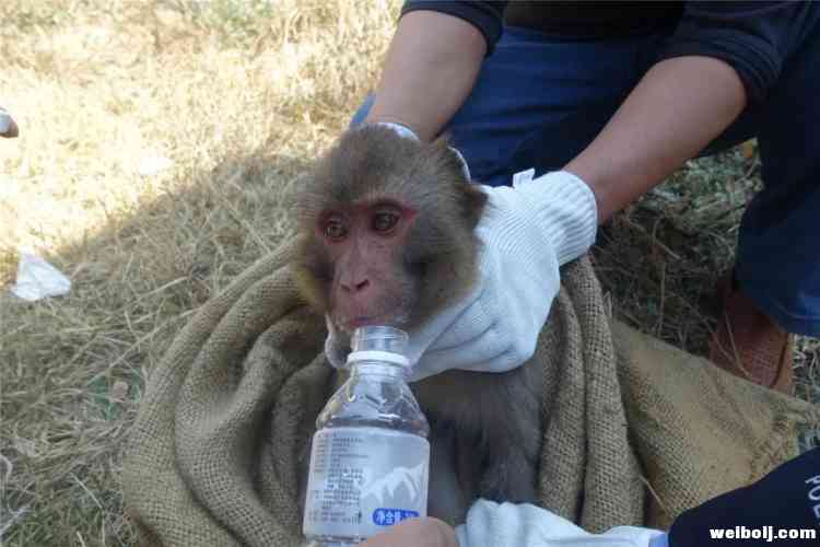 猴子上房揭瓦 野生动物肇事要赔3.jpg