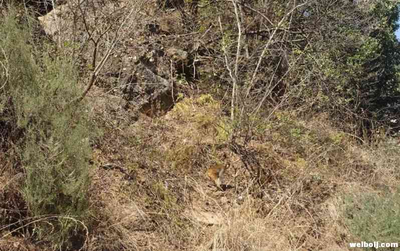 猴子上房揭瓦 野生动物肇事要赔5.jpg