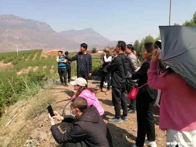 “网络扶贫丽江行动”新媒体团队助力永胜农产品销售