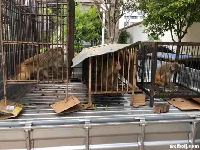 11只野生猕猴被移交至古城区野生动物救助站 (1).jpg