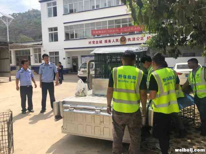 11只野生猕猴被移交至古城区野生动物救助站 (5).jpg