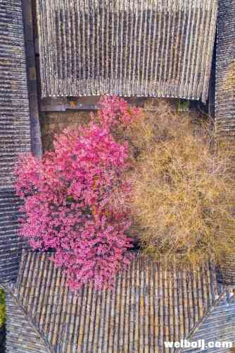 来丽江，看什么？ (14).jpg