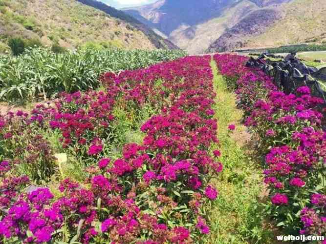 永胜千亩鲜蓟将加工成罐头出口国外 (2).jpg