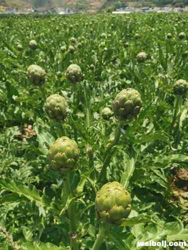 永胜千亩鲜蓟将加工成罐头出口国外 (3).jpg