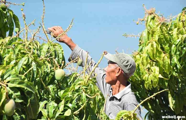 华坪县村民靠“绿水青山”成就 “金山银山” (2).jpg
