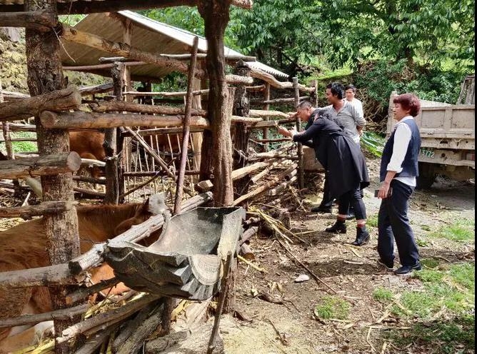 古城农商行小额信贷让金安镇这家人摘帽 (1).jpg