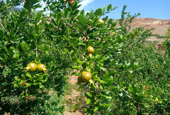 “卜甲绿”，让美丽片角添生机 (3).png