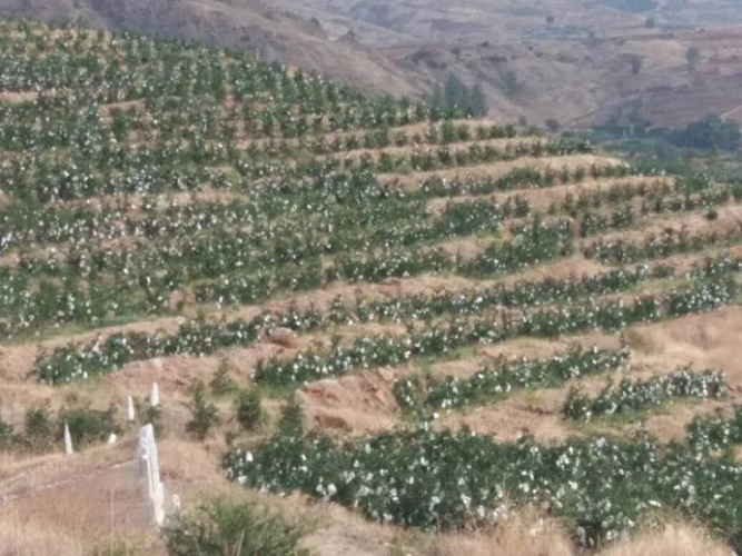 “卜甲绿”，让美丽片角添生机 (2).jpg