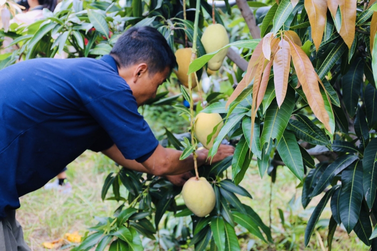 荒山绿了芒果甜了  华坪每天30辆载满芒果的挂车开往全国各地 (1).jpg